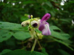 Image of Salvia arenaria A. St.-Hil. ex Benth.