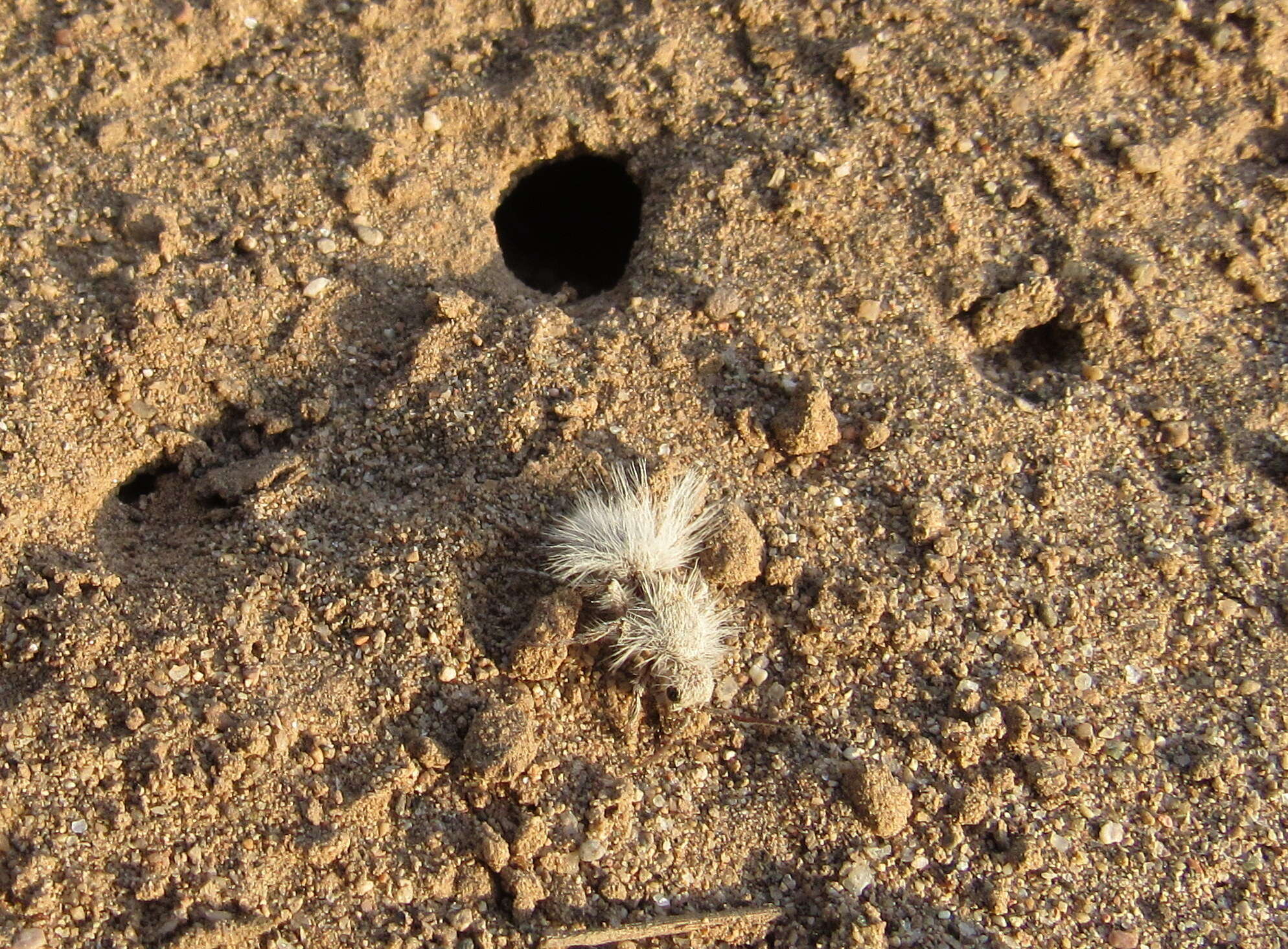 Image of Thistledown Velvet Ant