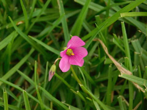 Sivun Oxalis hispidula Zucc. kuva