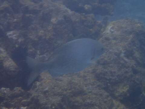 Image of Hawaiian chub