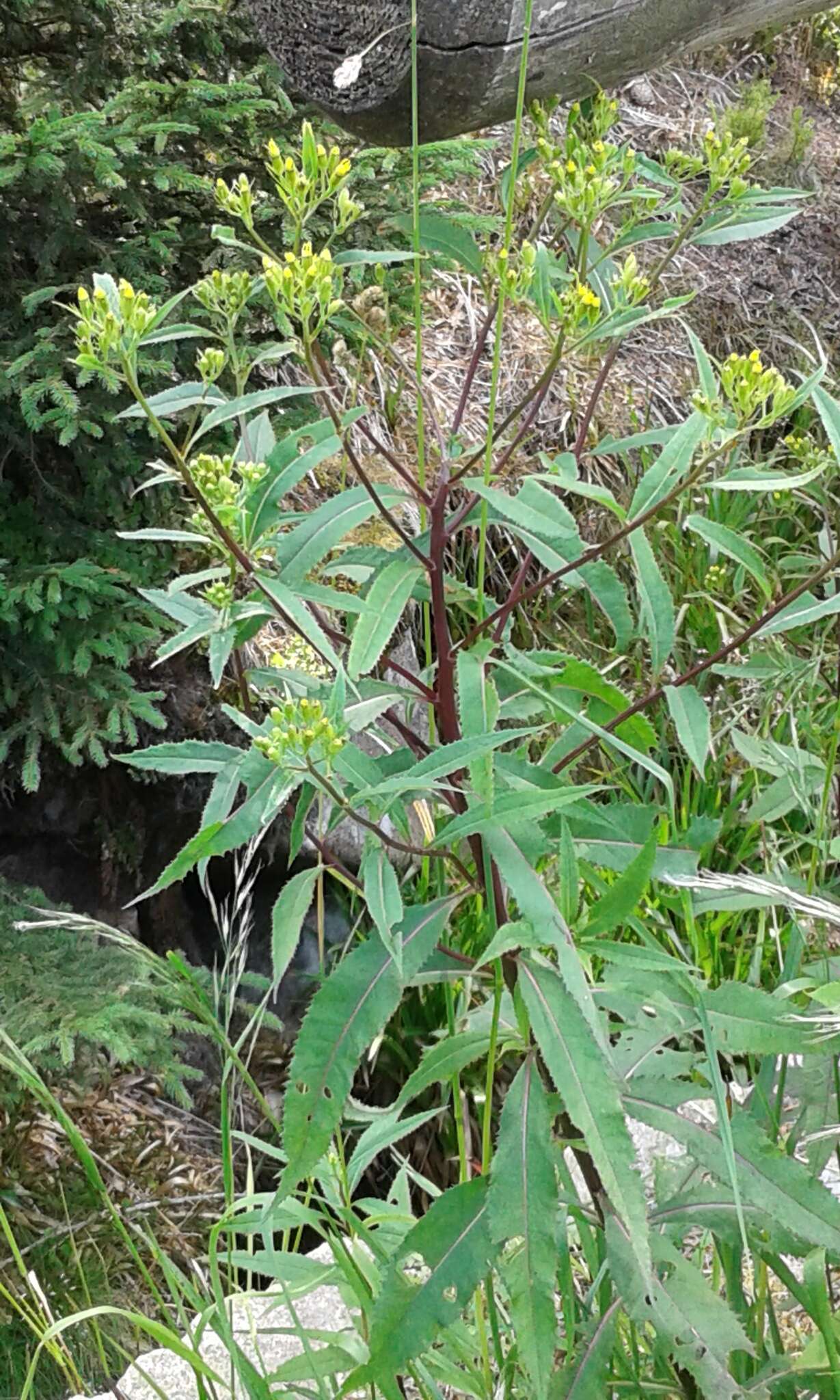 Image of wood ragwort