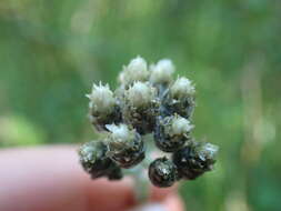 Plancia ëd Antennaria pulcherrima (Hook.) Greene