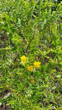 Sivun Acacia sublanata Benth. kuva