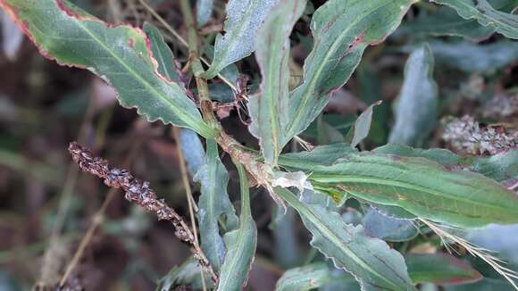 Rumex californicus Rech. fil. resmi