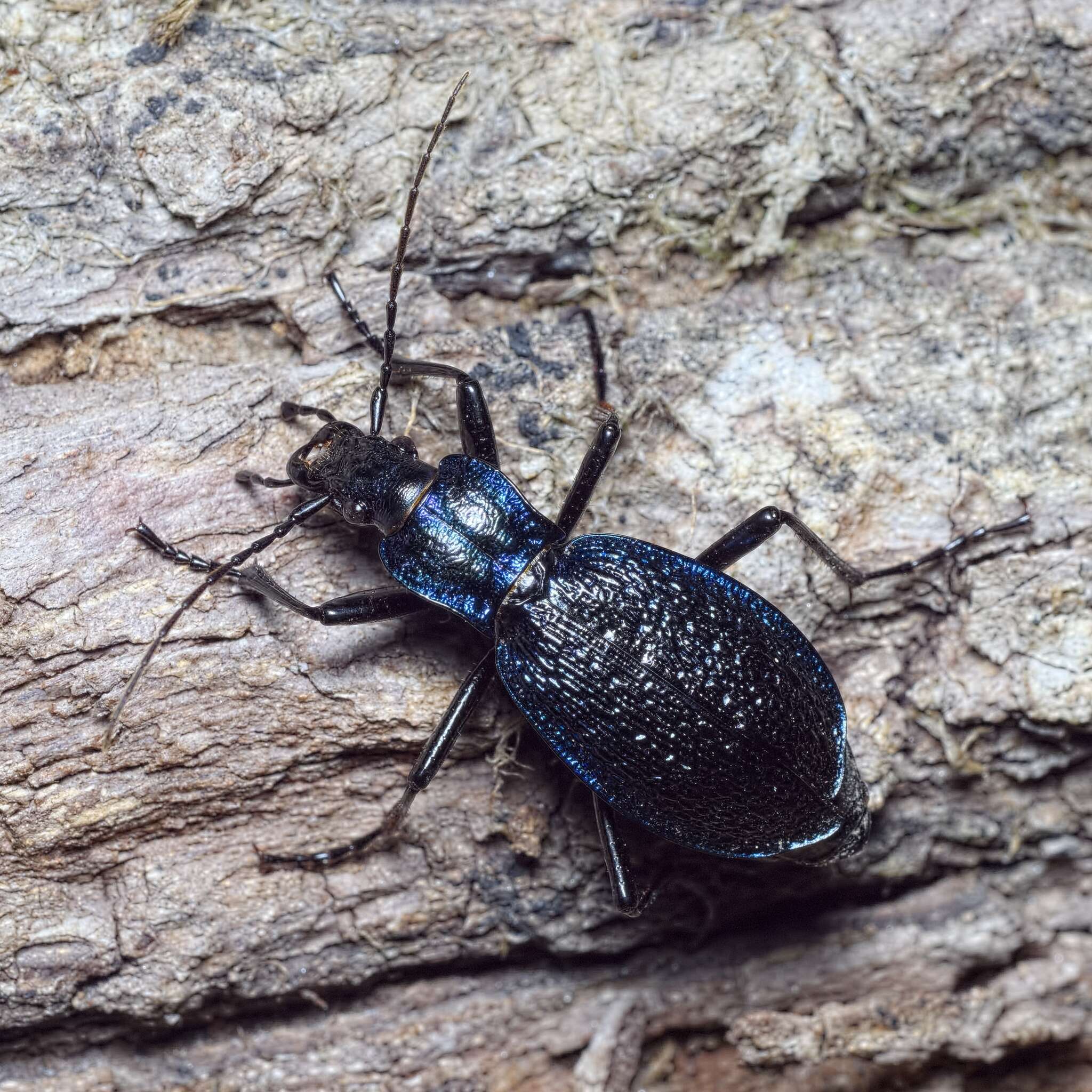 Image of Blue Ground Beetle