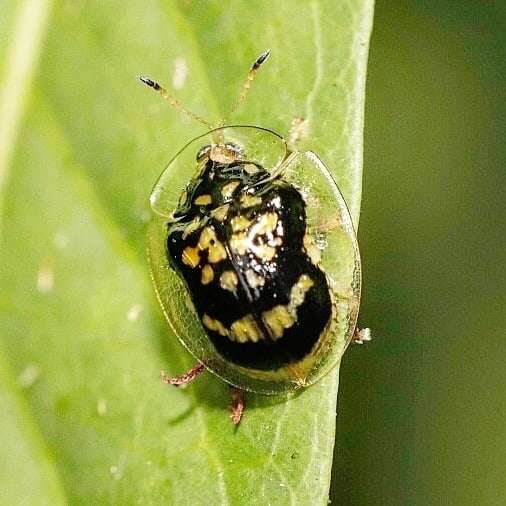 Слика од Microctenochira flavonotata (Boheman 1855)