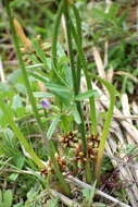 Image of Schoenoplectiella articulata (L.) Lye