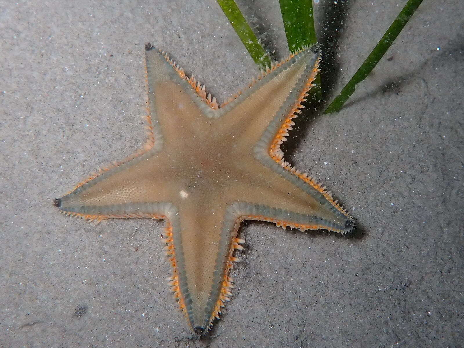 Image of Astropecten jonstoni (Delle Chiaje 1827)