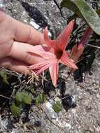 Слика од Hippeastrum stylosum Herb.