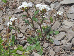 Plancia ëd Cardamine resedifolia L.