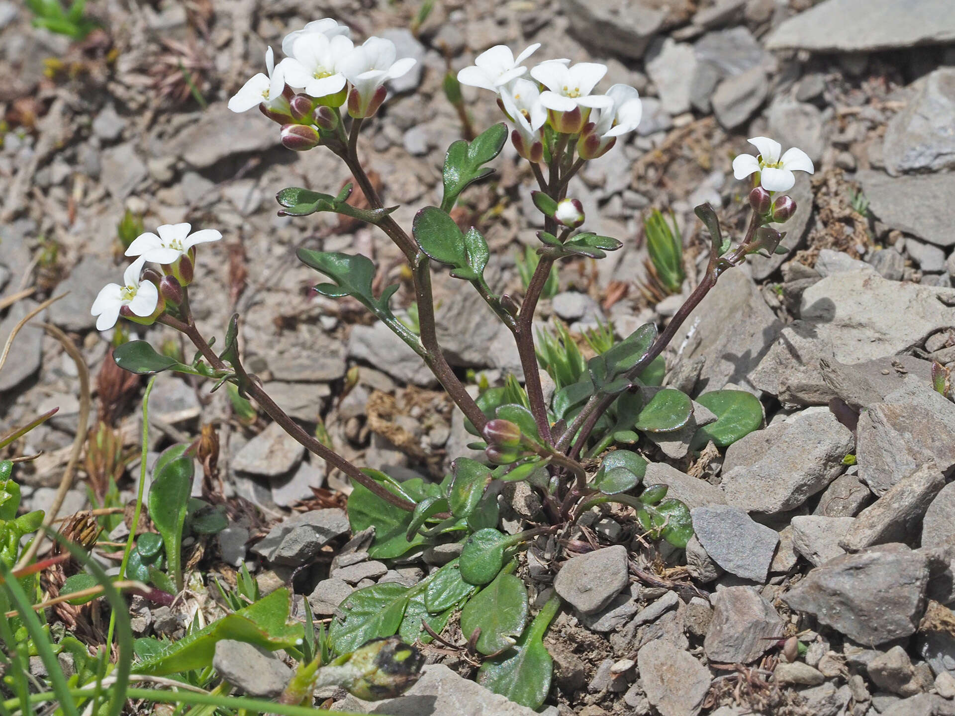 Plancia ëd Cardamine resedifolia L.