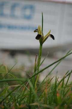 Image of Iris tuberosa L.