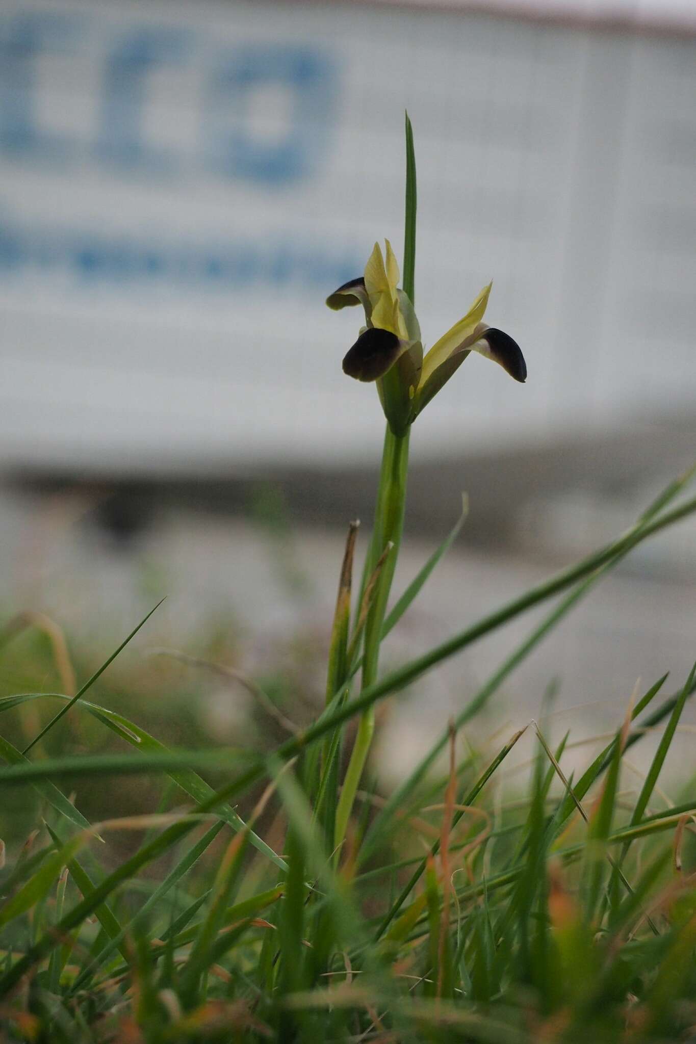 Image de Iris tuberosa L.