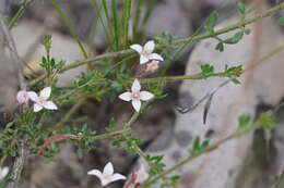 Image de Cyanothamnus nanus var. pubescens