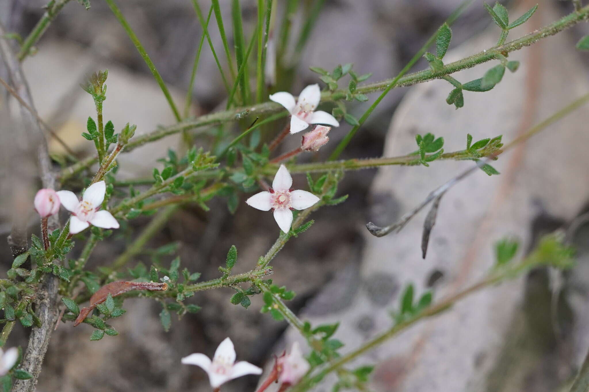 Image de Cyanothamnus nanus var. pubescens