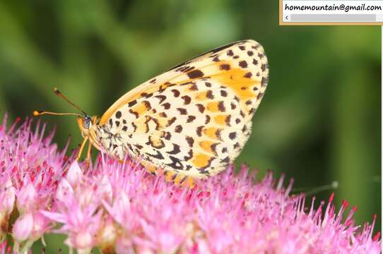 صورة Melitaea didymoides Eversmann 1847