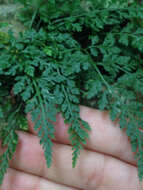 Imagem de Asplenium montanum Willd.