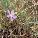 Image de Phlox longifolia subsp. longifolia