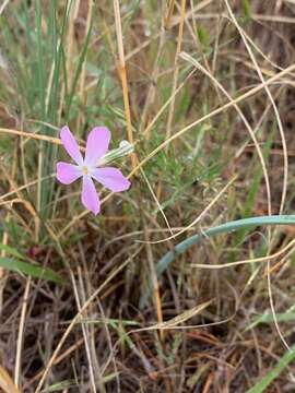 Image of longleaf phlox