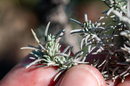 Image of Leysera gnaphalodes (L.) L.