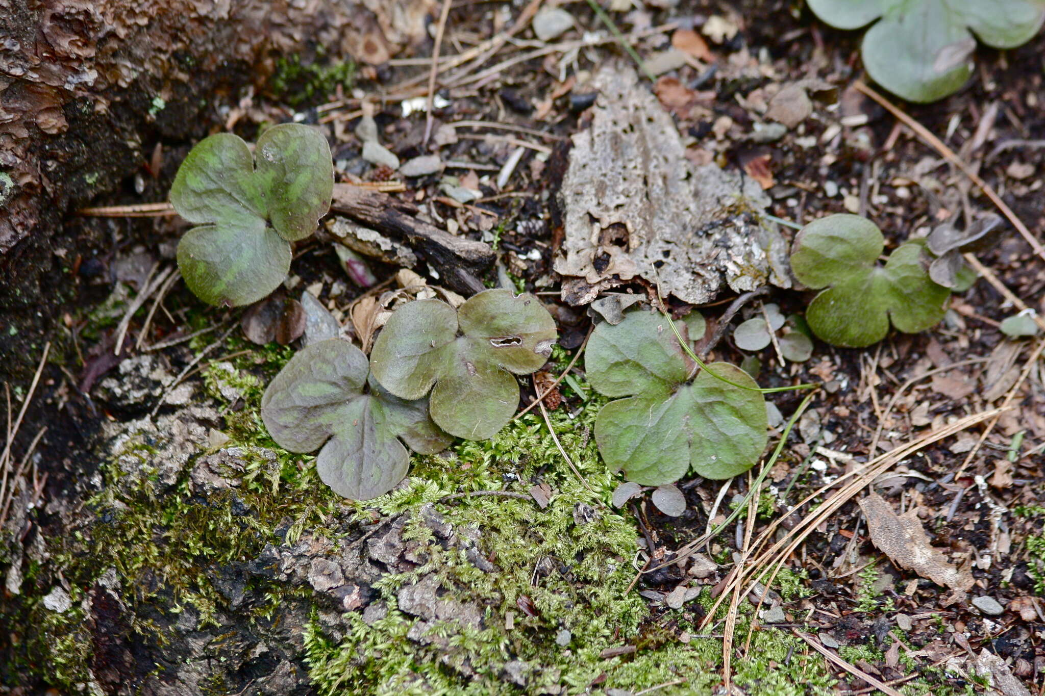 Image of roundlobe hepatica