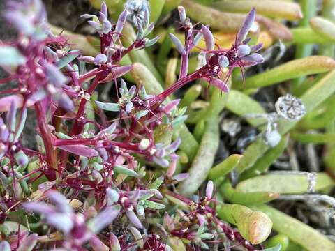 Sclerolaena intricata (R. H. Anderson) A. J. Scott的圖片