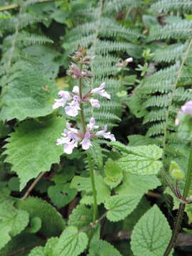 Image de Stachys aculeolata Hook. fil.