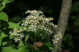 Image of Aster glehnii