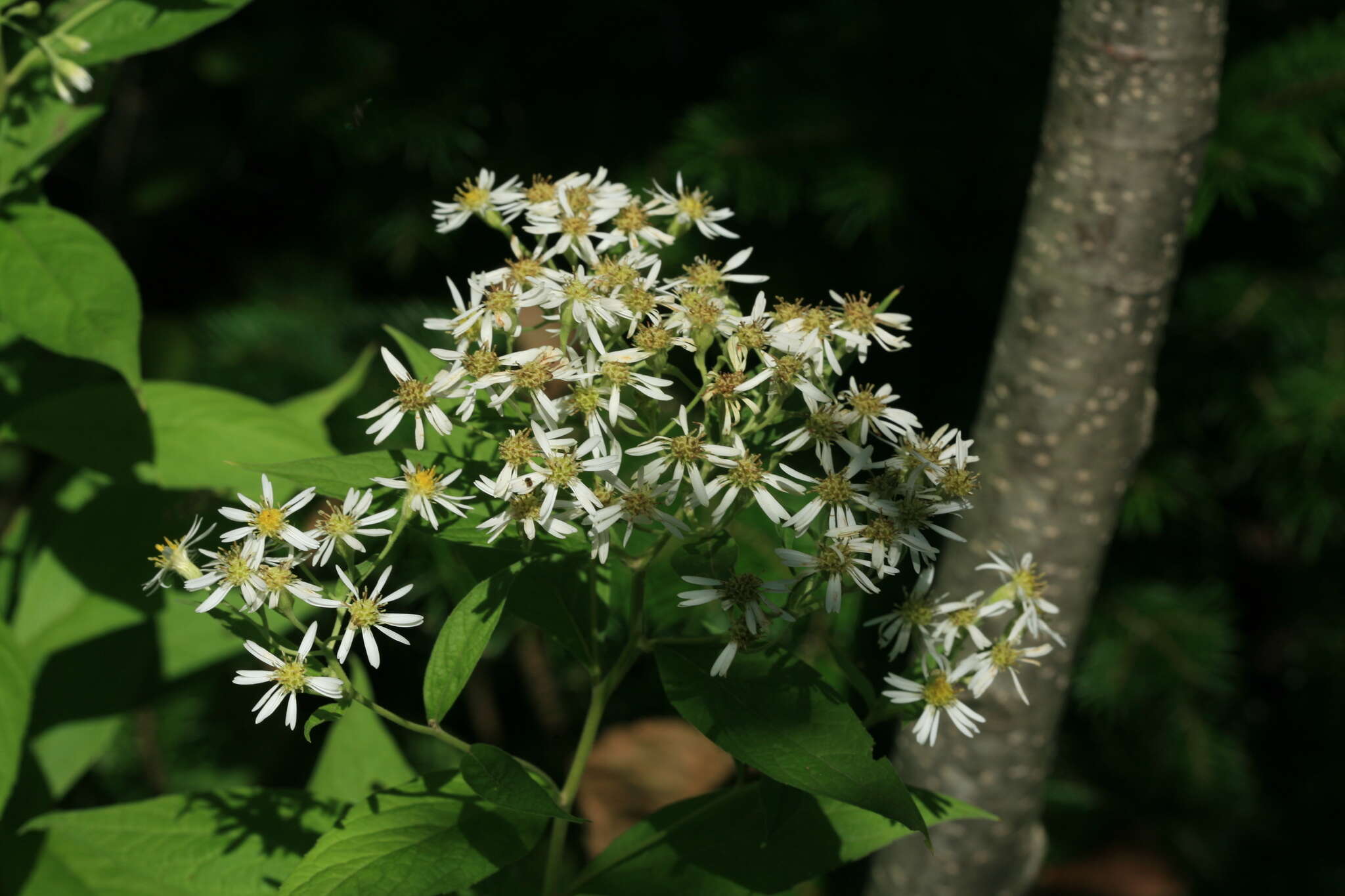 Image of Aster glehnii