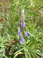 Image of narrowleaf lupine