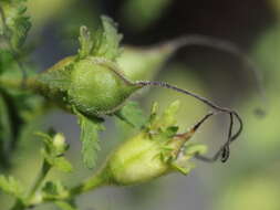 Aureolaria pedicularia (L.) Raf. ex Pennell resmi