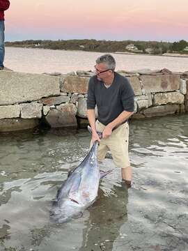 Image of Atlantic Bluefin Tuna