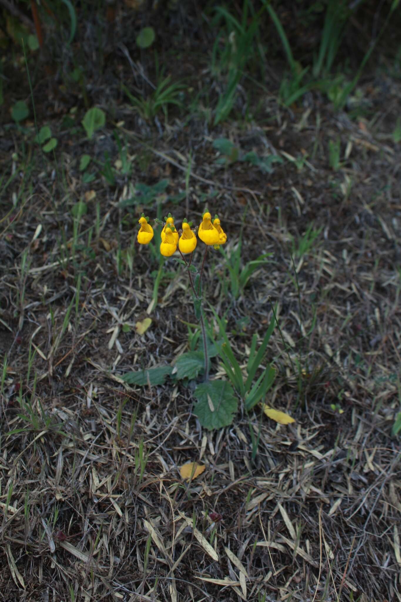 Image of Calceolaria corymbosa Ruiz & Pav.