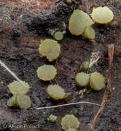 Vexillomyces atrovirens (Pers.) Baral, Quijada & G. Marson的圖片