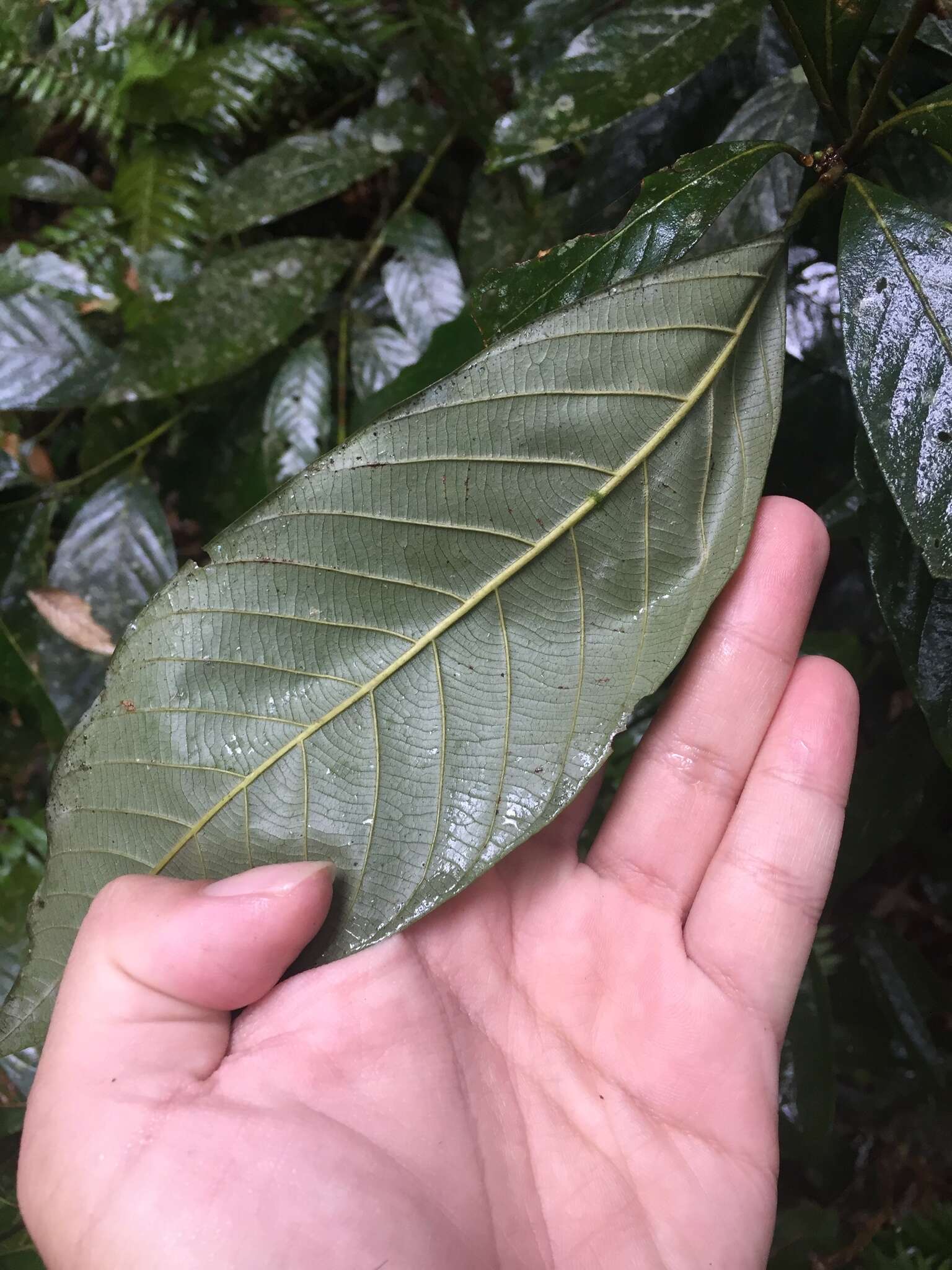 Слика од Lithocarpus amygdalifolius (Skan) Hayata