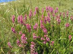 Image of Erica spiculifolia Salisb.