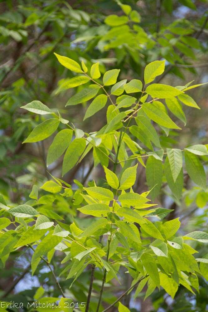 Image of American Ash