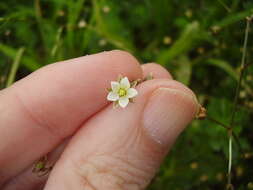 Spergula arvensis L. resmi