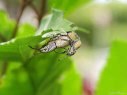 Image of Naupactus glaucus Perty 1832