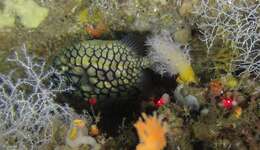 Image of pinecone fishes