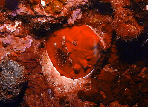 Image of nude thorny oyster