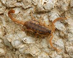 Image of Striped Bark Scorpion