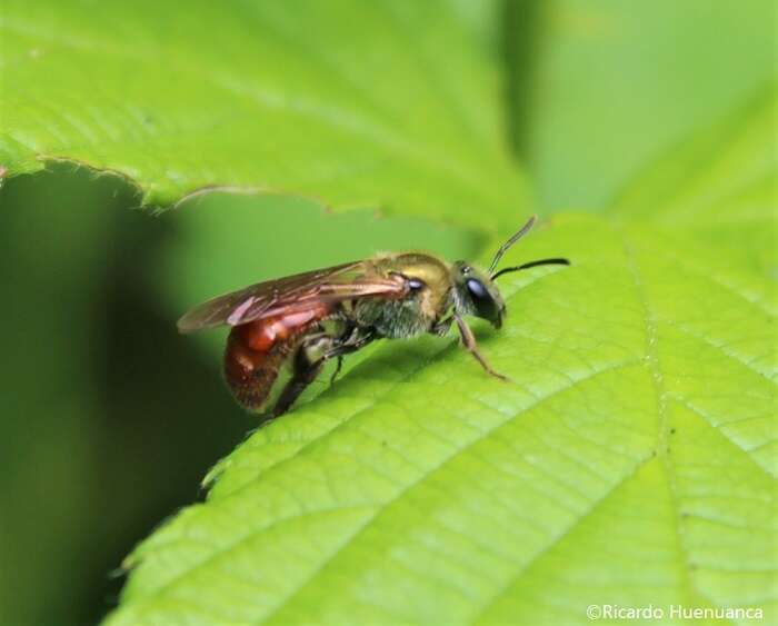 Corynura corinogaster (Spinola 1851) resmi