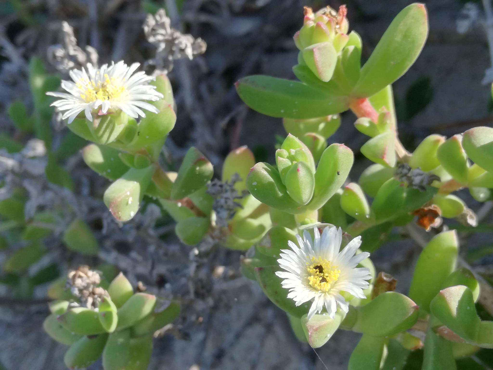 Image of Delosperma patersoniae (L. Bol.) L. Bol.