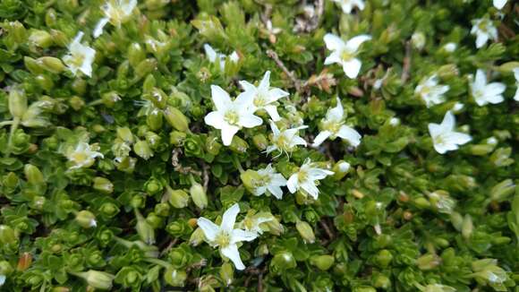 Image of Arenaria oresbia Greenm.