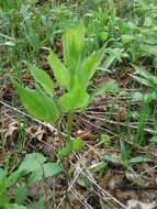 Image de Smilax illinoensis Mangaly