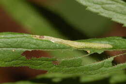 Image of Goldenrod Leaf Miner