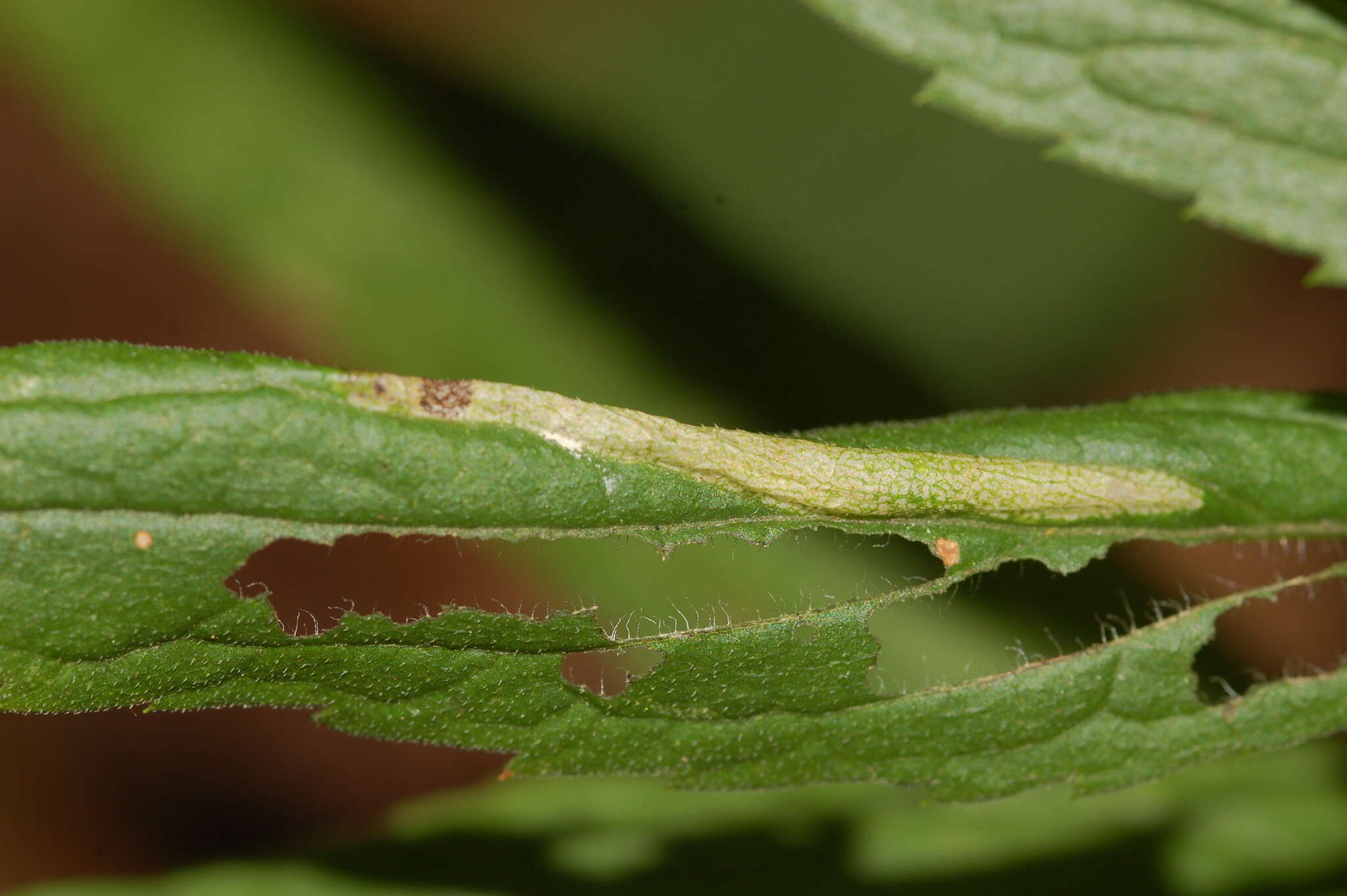 Слика од Cremastobombycia solidaginis (Frey & Boll 1876)