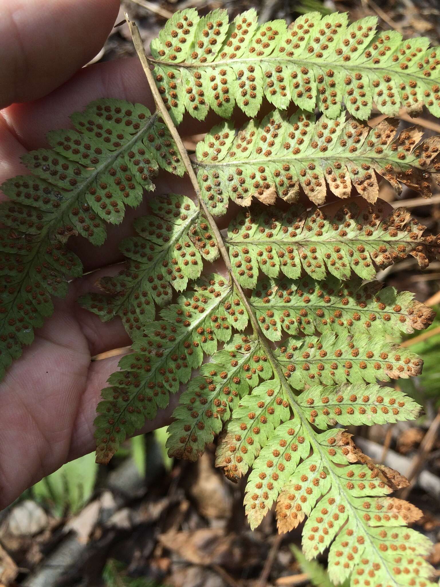 Sivun Dryopteris boottii (Tuckerm.) Underw. kuva