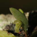 Image of Pleurothallopsis ujarensis (Rchb. fil.) Pridgeon & M. W. Chase